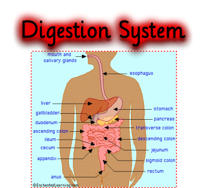 breaking down digestion - Home
